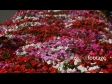 Flowers 1 1201